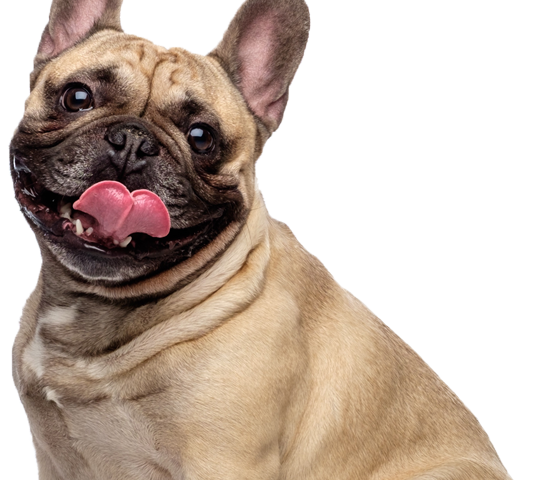 Chien