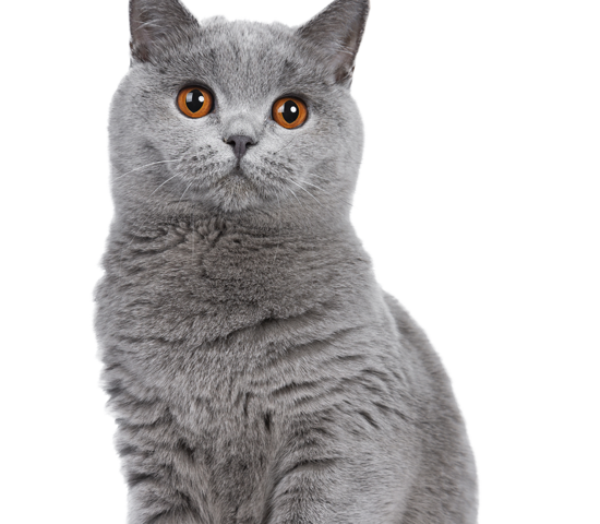 Chat
