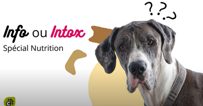 INFO ou INTOX - Spécial Nutrition Canine (Partie 1)