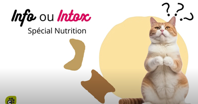 INFO ou INTOX - Spécial Nutrition Féline (Partie 2)