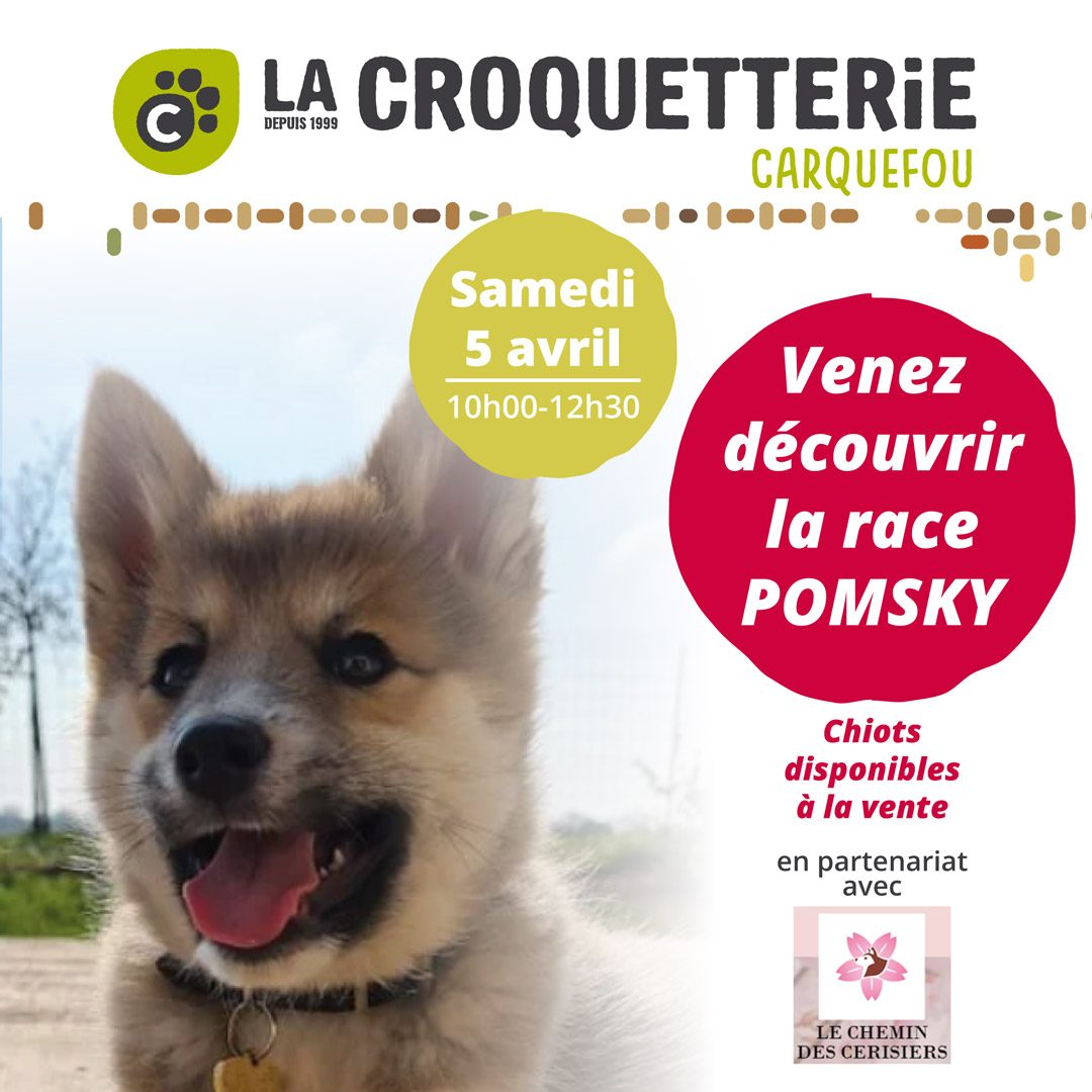 Venez découvrir la race Pomsky !