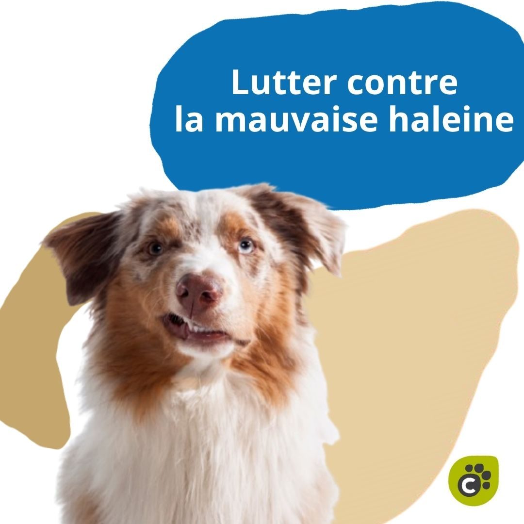 Lutter contre la Mauvaise Haleine