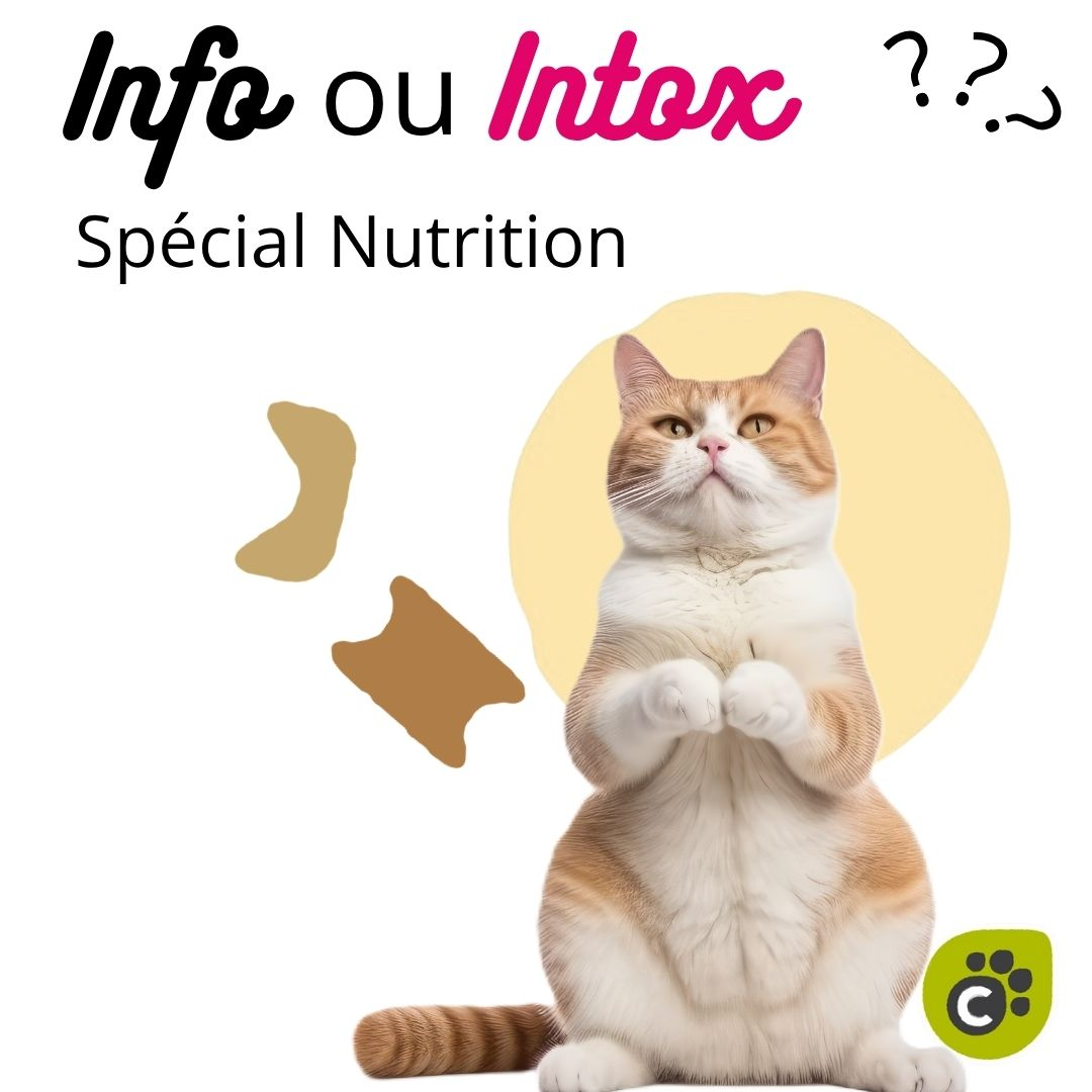 INFO ou INTOX - Spécial Nutrition Féline (Partie 2)