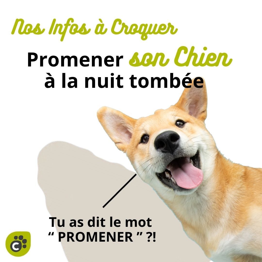PROMENER SON CHIEN LA NUIT