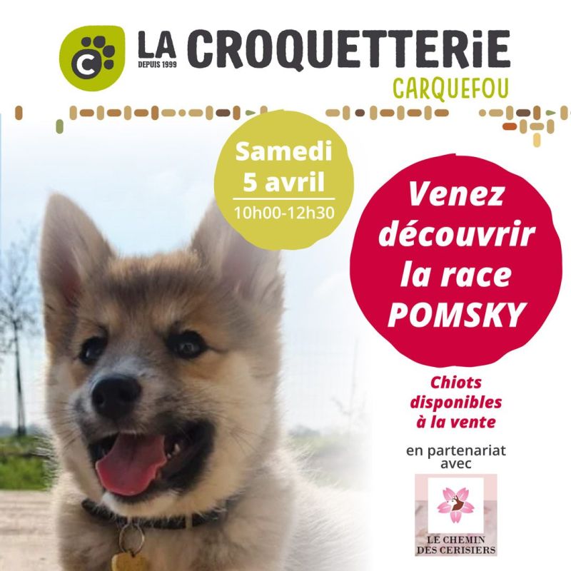 Venez découvrir la race Pomsky !
