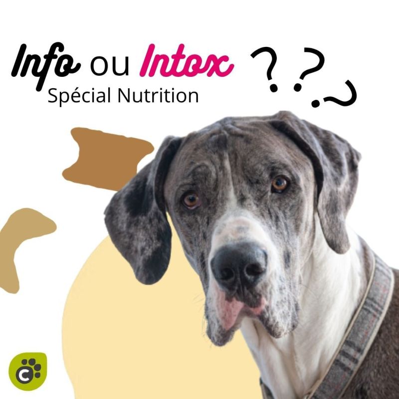 NFO ou INTOX - Spécial Nutrition Canine (Partie 1)