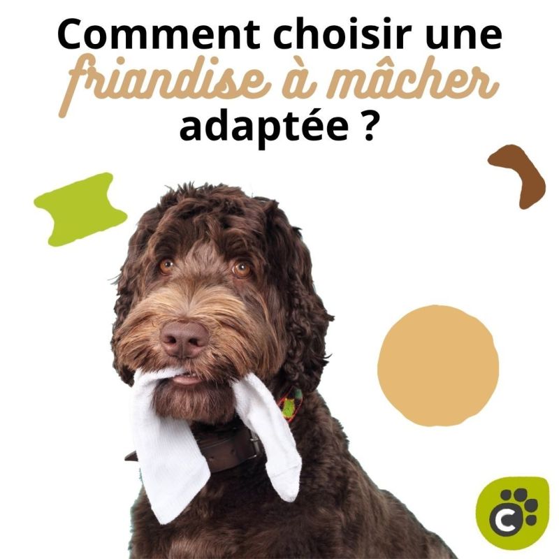 Comment choisir une friandise à mâcher adaptée