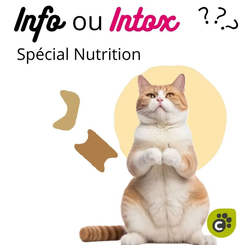 INFO ou INTOX - Spécial Nutrition Féline (Partie 2)