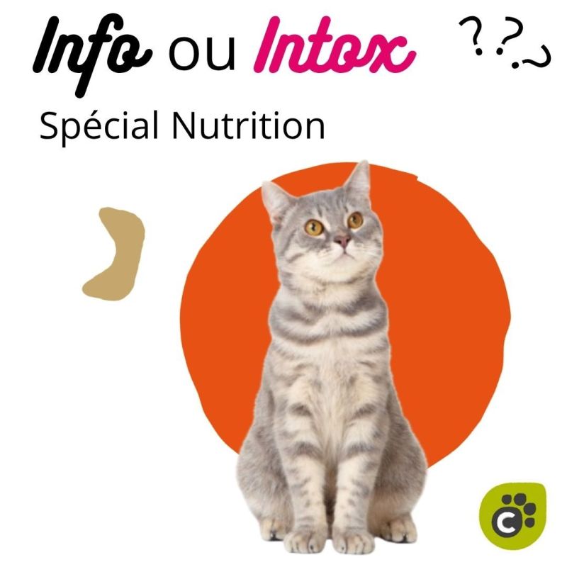 INFO ou INTOX - Spécial Nutrition Féline (Partie 1)