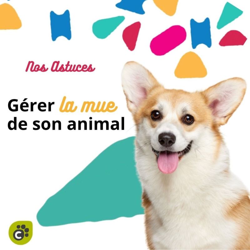 LA MUE SAISONNALE